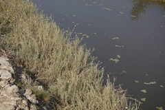 Aeluropus lagopodioides